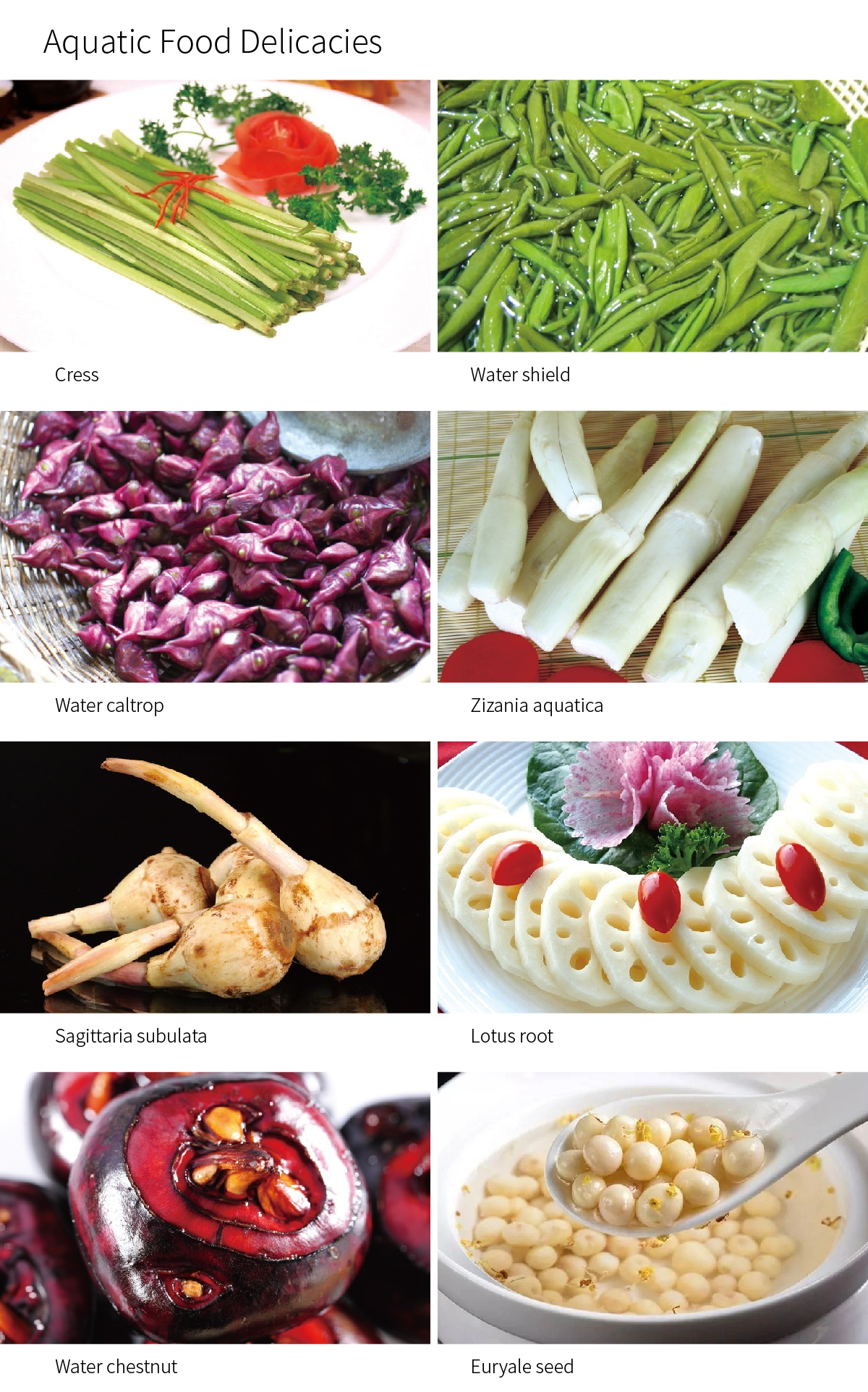 特色菜肴 _画板 副本.jpg